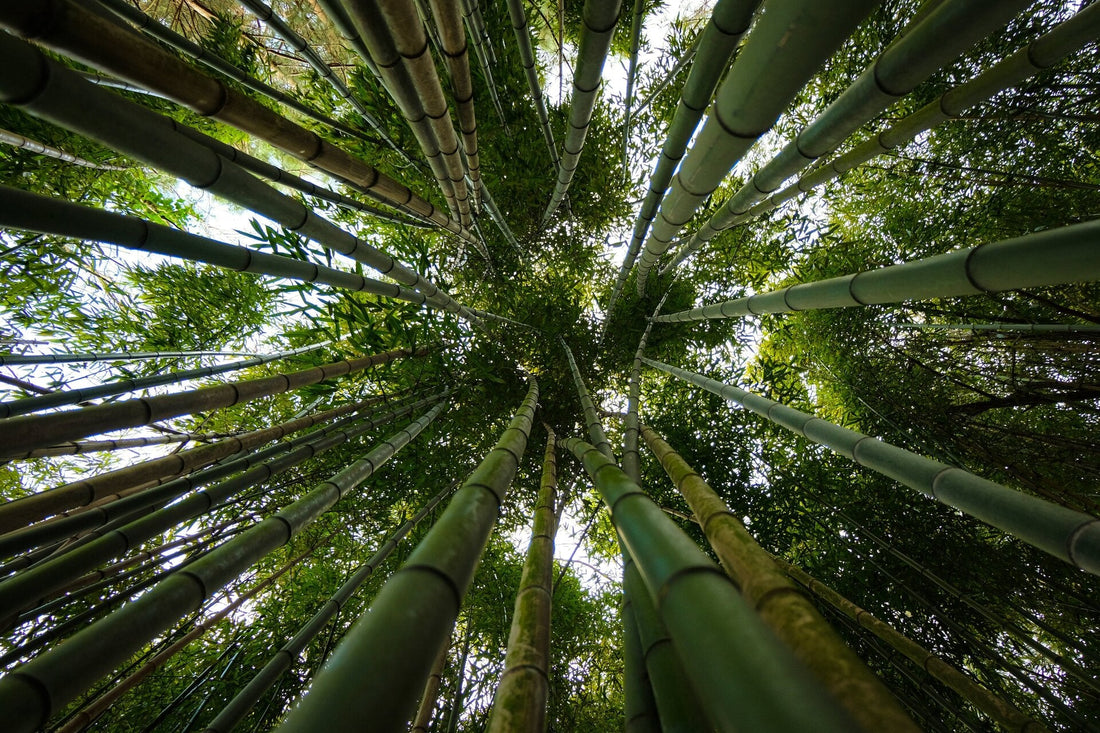 Lær mere om bambus planten - Bambooya