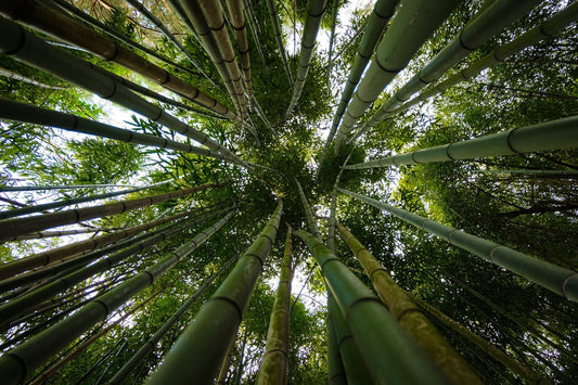 Lær mere om bambus planten - Bambooya