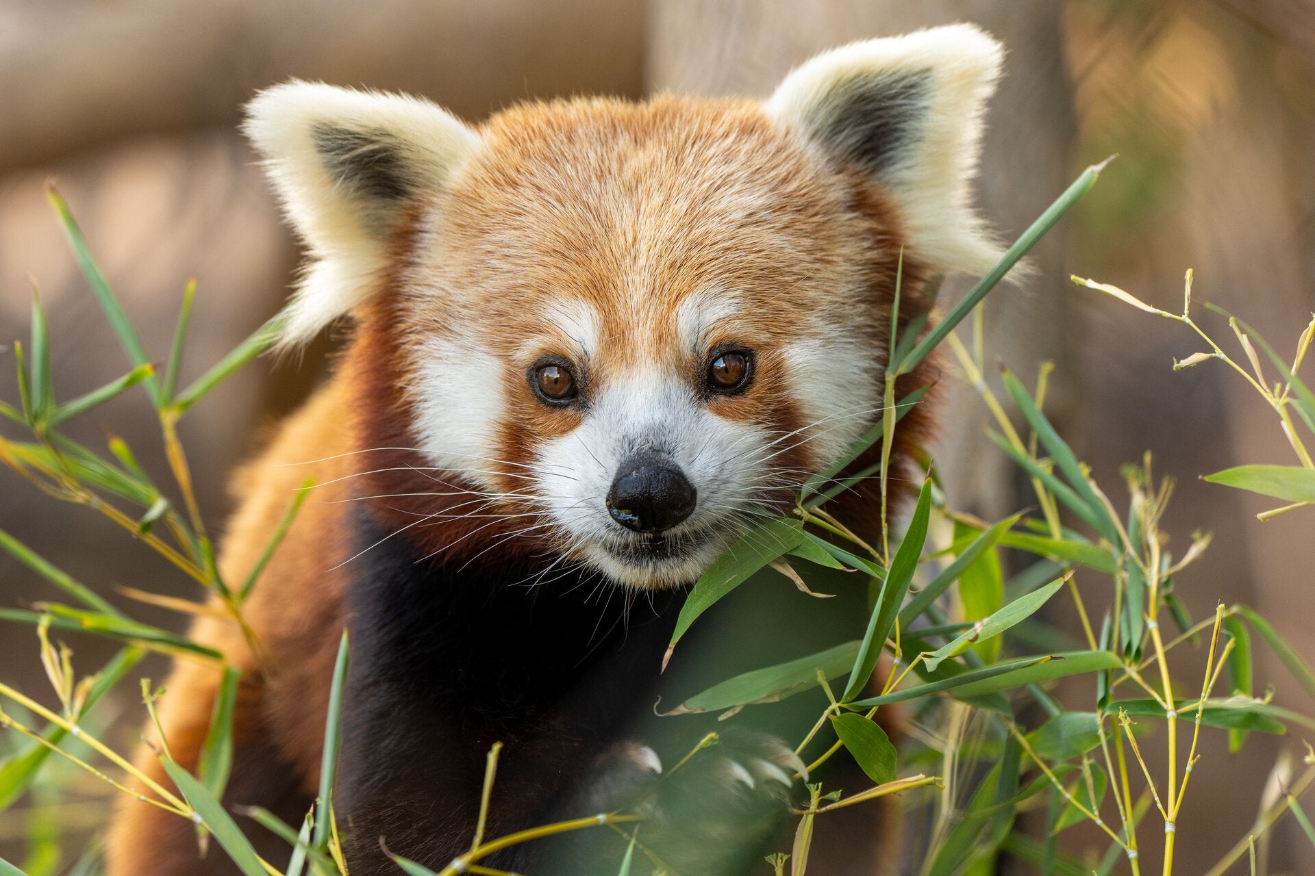 Roed panda symbolisere vores styrke og unikke kvaliteter